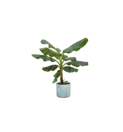 Combi deal - Bananenplant (Musa) inclusief Ocean Round atlantisch blauw Ø22 - 100 cm