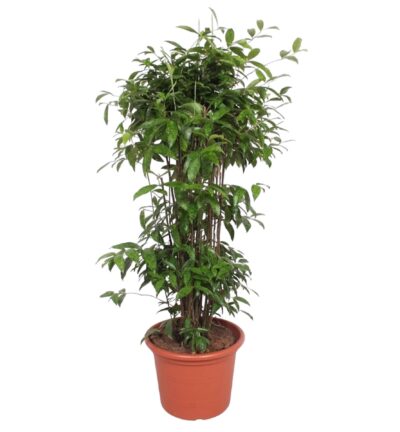 Dracaena Surculosa - 240 cm - ø50