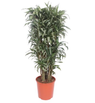 Dracaena Warneckei compacta - 140 cm - ø30