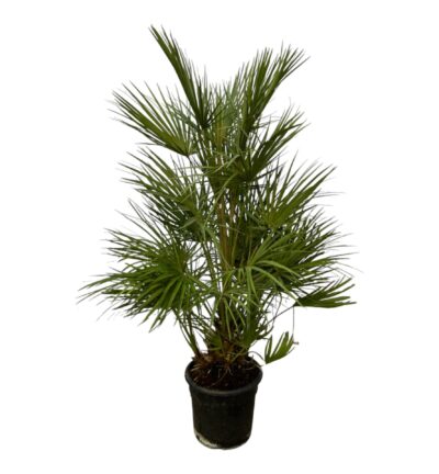 Chamaerops Humilis struik - 130 cm - Ø24cm