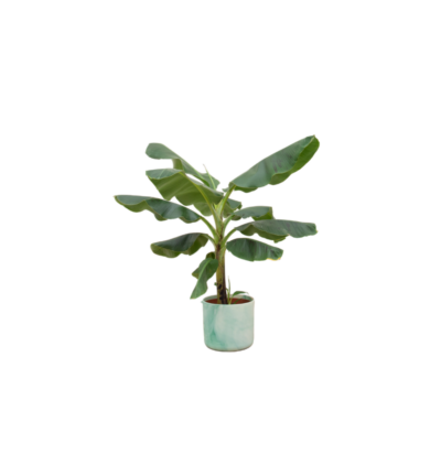 Combi deal - Bananenplant (Musa) inclusief Ocean Round pacifisch groen Ø22 - 100 cm