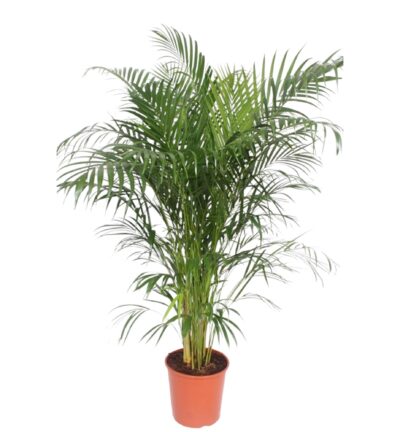 Dypsis Lutescens (Areca Palm) - 150 cm - ø30