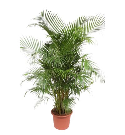 Dypsis Lutescens (Areca Palm) - 240 cm - ø45