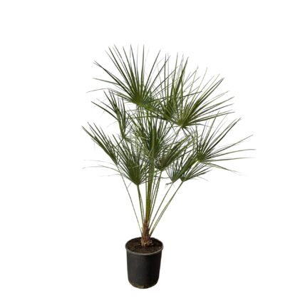 Chamaerops Humilis op stam - 160 cm - Ø28cm