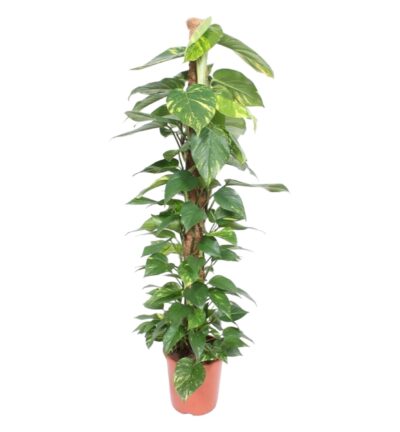 Epipremnum Aureum mosstok - 150 cm - ø27