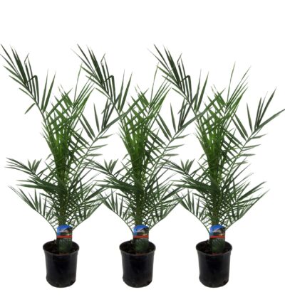 3x Phoenix Canariensis - 80 cm - Ø15