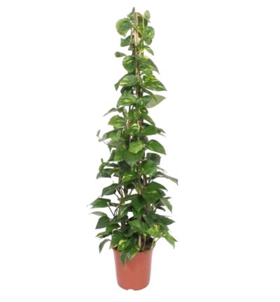 Epipremnum Aureum pyramide - 160 cm - ø27