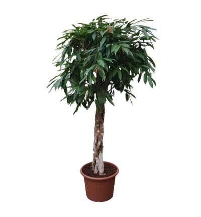 Ficus Amstel King gevlochten stam ↕190 cm - Rubberboom Ø45 cm
