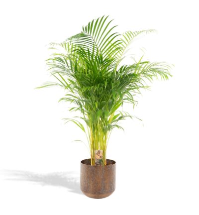 Areca palm met pot - ↨130cm - Ø24cm