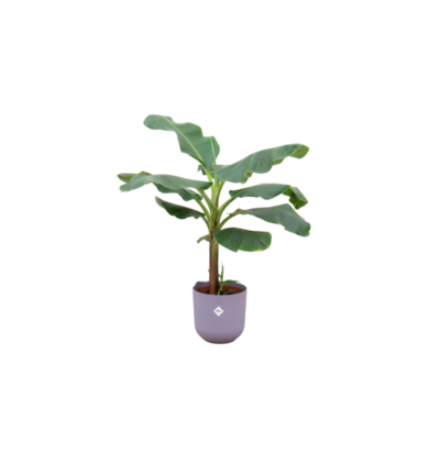 Combi deal - Bananenplant (Musa) inclusief elho Jazz Round lila Ø23 - 120 cm
