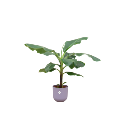 Combi deal - Bananenplant (Musa) inclusief elho Jazz Round lila Ø23 - 100 cm