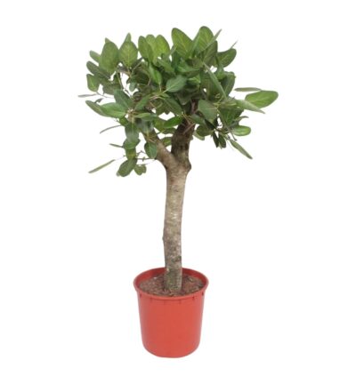 Ficus Benghalensis boom ↕150 cm - Wurgvijg Ø34 cm