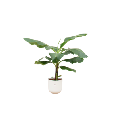 Combi deal - Bananenplant (Musa) inclusief elho Jazz Round wit Ø23 - 100 cm