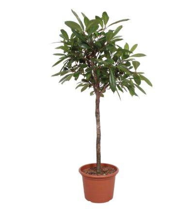 Ficus Cyathistipula boom ↕180 cm - Afrikaanse Vijgenboom Ø40 cm