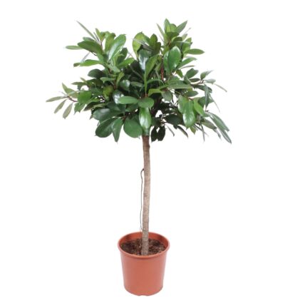 Ficus Cyathistipula boom ↕150 cm - Afrikaanse Vijgenboom Ø30 cm