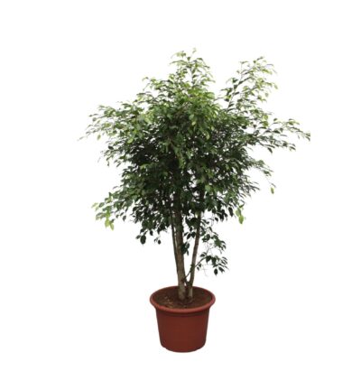 Ficus Benjamina Exotica vertakt ↕190 cm - Treurvijg Ø50 cm
