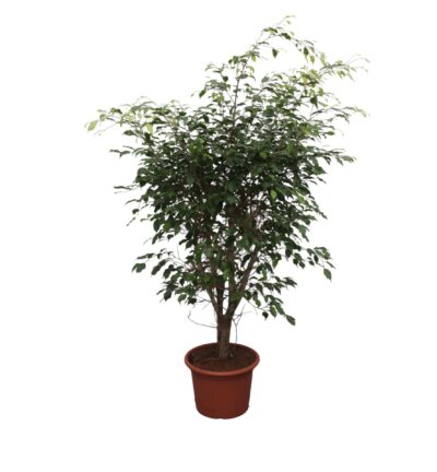 Ficus Benjamina Exotica vertakt ↕150 cm - Treurvijg Ø40 cm
