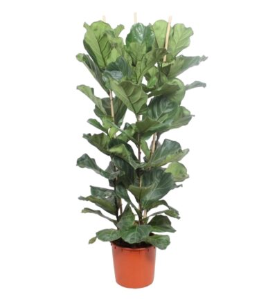 Ficus Lyrata struik ↕180 cm - Vioolbladplant Ø34 cm