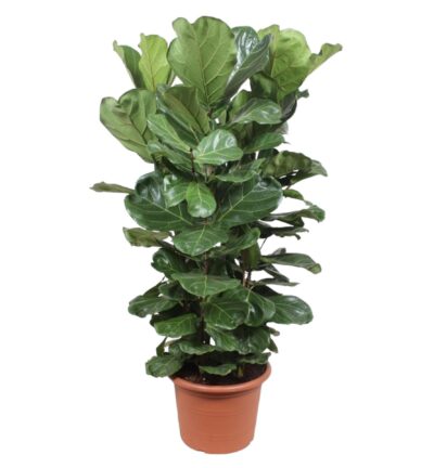 Ficus Lyrata struik ↕180 cm - Vioolbladplant Ø45 cm