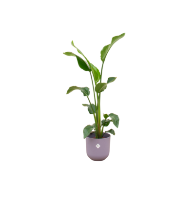 Combi deal - Strelitzia Nicolai inclusief elho Jazz Round lila Ø23 - 100 cm