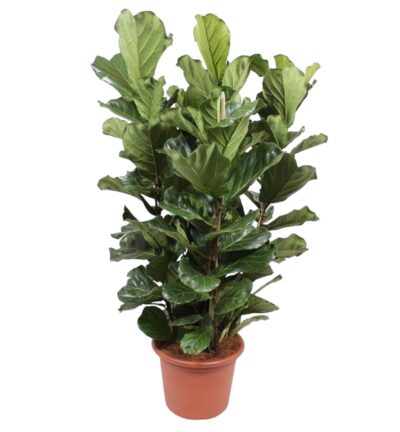 Ficus Lyrata struik ↕200 cm - Vioolbladplant Ø50 cm