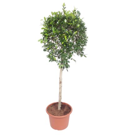 Ficus Nitida boom ↕170 cm - Ø40 cm