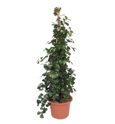 Ficus Trinova pyramide ↕240 cm - Vijgenboom Ø50 cm