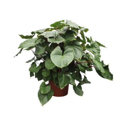 Homalomena Rubescens Maggy - 170 cm - ø60
