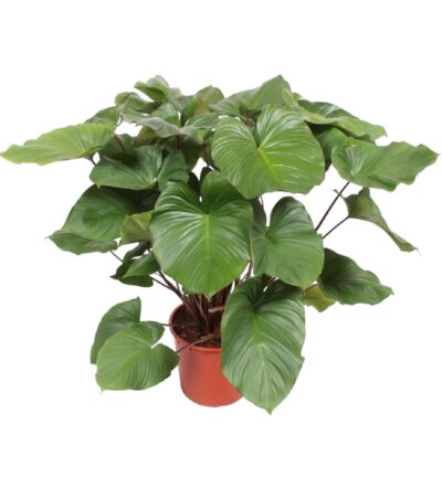 Homalomena Rubescens Maggy - 140 cm - ø34