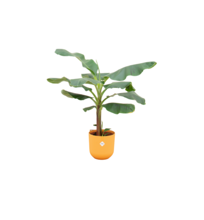 Combi deal - Bananenplant (Musa) inclusief elho Jazz Round geel Ø23 - 120 cm