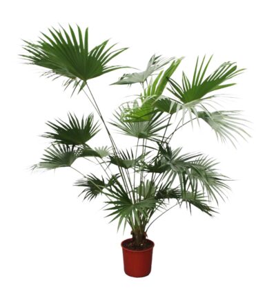 Livistona Chinensis - 200 cm - ø34