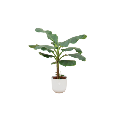 Combi deal - Bananenplant (Musa) inclusief elho Jazz Round wit Ø23 - 120 cm