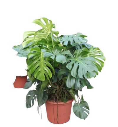 Monstera Deliciosa XXXL - 130 cm - ø55