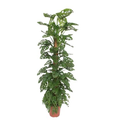 Monstera Monkey Leaf mosstok - 180 cm - ø27