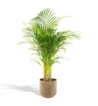 Areca palm met pot - ↨130cm - Ø24cm