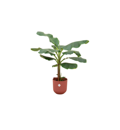 Combi deal - Bananenplant (Musa) inclusief elho Jazz Round rood Ø23 - 120 cm