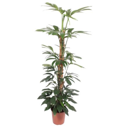 Philodendron Dragon Tail mosstok - 150 cm - ø27