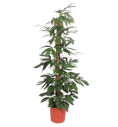 Philodendron Dragon Tail mosstok - 190 cm - ø34