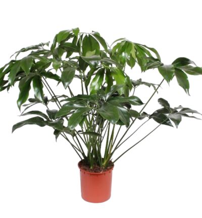 Philodendron Green Wonder - 140 cm - ø34