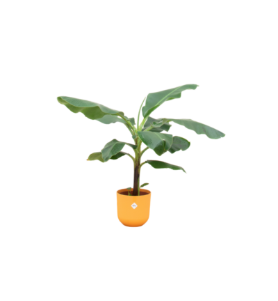 Combi deal - Bananenplant (Musa) inclusief elho Jazz Round geel Ø23 - 100 cm