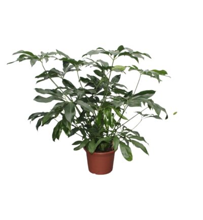 Philodendron Green Wonder XL - 140 cm - ø45