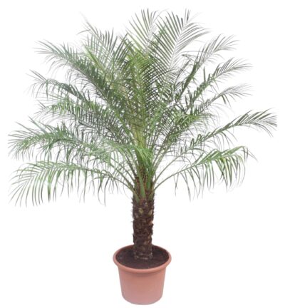 Phoenix Roebelinii - 200 cm - ø40