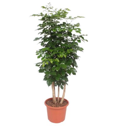 Radermachera Hainanensis - 190 cm - ø40