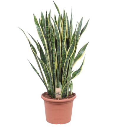 Sansevieria Laurentii - 100 cm - ø35