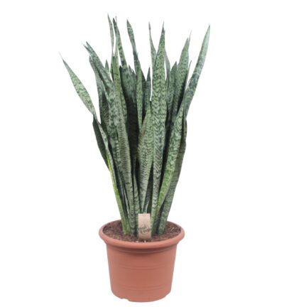 Sansevieria Zeylenica - 110 cm - ø35