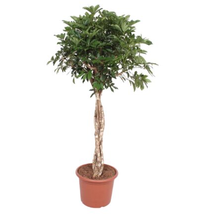 Schefflera Arboricola Compacta gevlochten stam ↕180 cm - Vingersboom ø45 cm