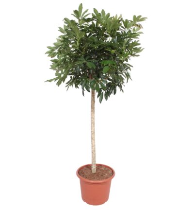 Schefflera Arboricola Compacta boom ↕190 cm - Vingersboom ø45 cm