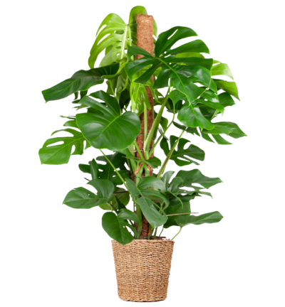 Monstera Deliciosa XL met Torun mand - 120cm - Ø24