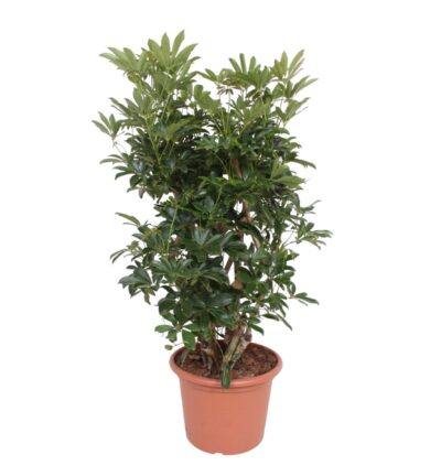 Schefflera Arboricola Compacta vertakt ↕140 cm - Vingersboom ø40 cm