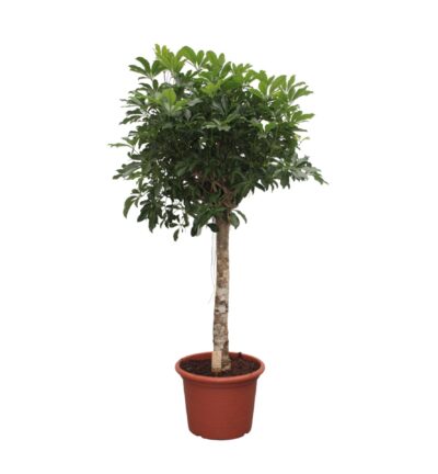 Schefflera Arboricola Compacta boom ↕190 cm - Vingersboom ø45 cm